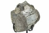 Fossil Hadrosaur Caudal Vertebra w/ Metal Stand - Texas #250260-1